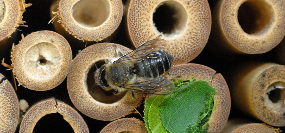 bee buzzing around a bee house with tubes where they're slightly blocked