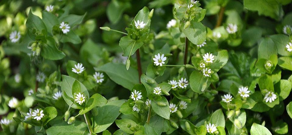 Chickweed wildflower