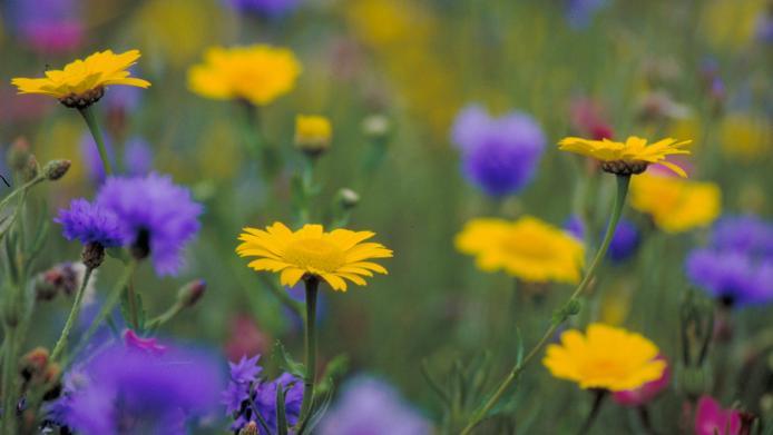 Yellow and purple and pink wildflowers growing in a field