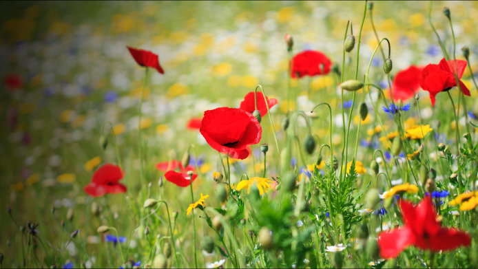 A field of brightly-coloured UK-native wildflowers