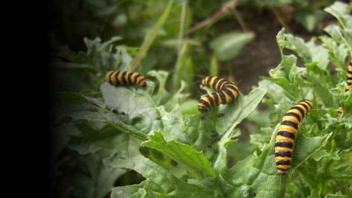 Three Cinnabar moth (Tyria jacobaeae) catterpillars munch on brassica leaves
