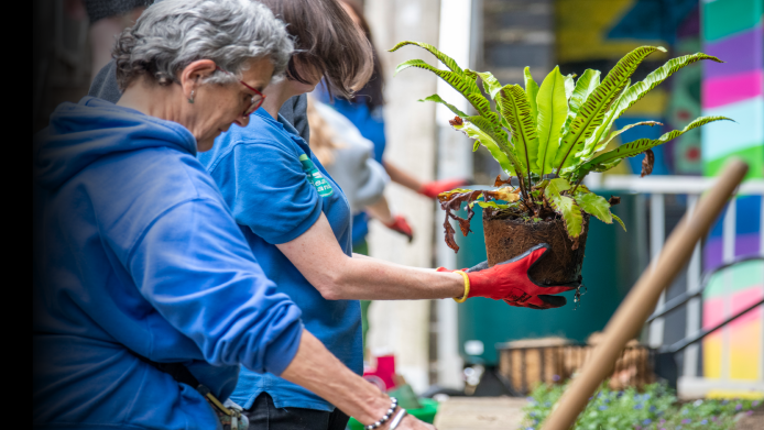 A gardener holds out a Hart's tongue fern in a pot