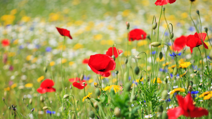 Red poppies and other wildflowers in a meadow amongst tall grass